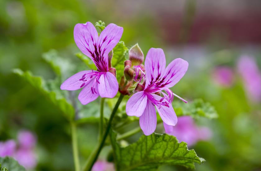 Top 5 perks of geranium essential oil at home – PureCult®